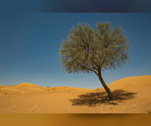 Ghaf 树在 2020 年迪拜世博会上增强可持续性并传播宽容精神