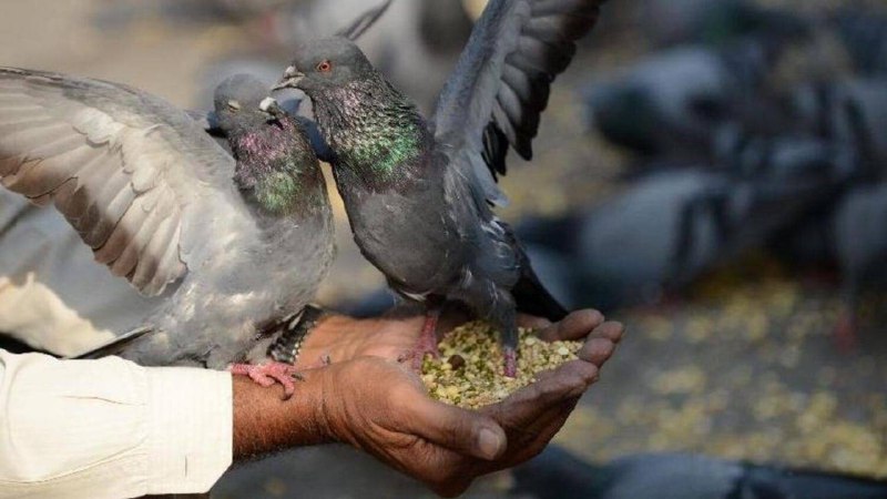 迪拜： 警告不要喂鸟，违规者将面临 200 迪拉姆罚款