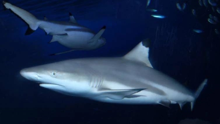 阿联酋从3月1日起禁止鲨鱼捕捞+销售