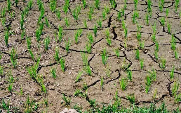 6月以后菲律宾可能出现大米供应紧张